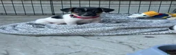 Jack Russell dogs for sale: 🐶 Gorgeous Jack Russell Puppies 🐶 - Advert 13