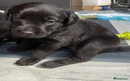 Mixed Breed dogs for sale: YOUR NEW BEST FRIEND IS WAITING!  - Image 22