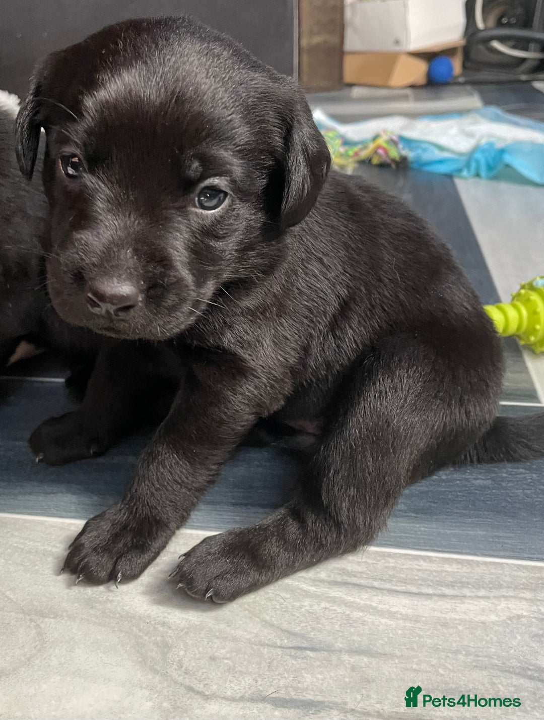 Mixed Breed dogs for sale: YOUR NEW BEST FRIEND IS WAITING!  - Image 22