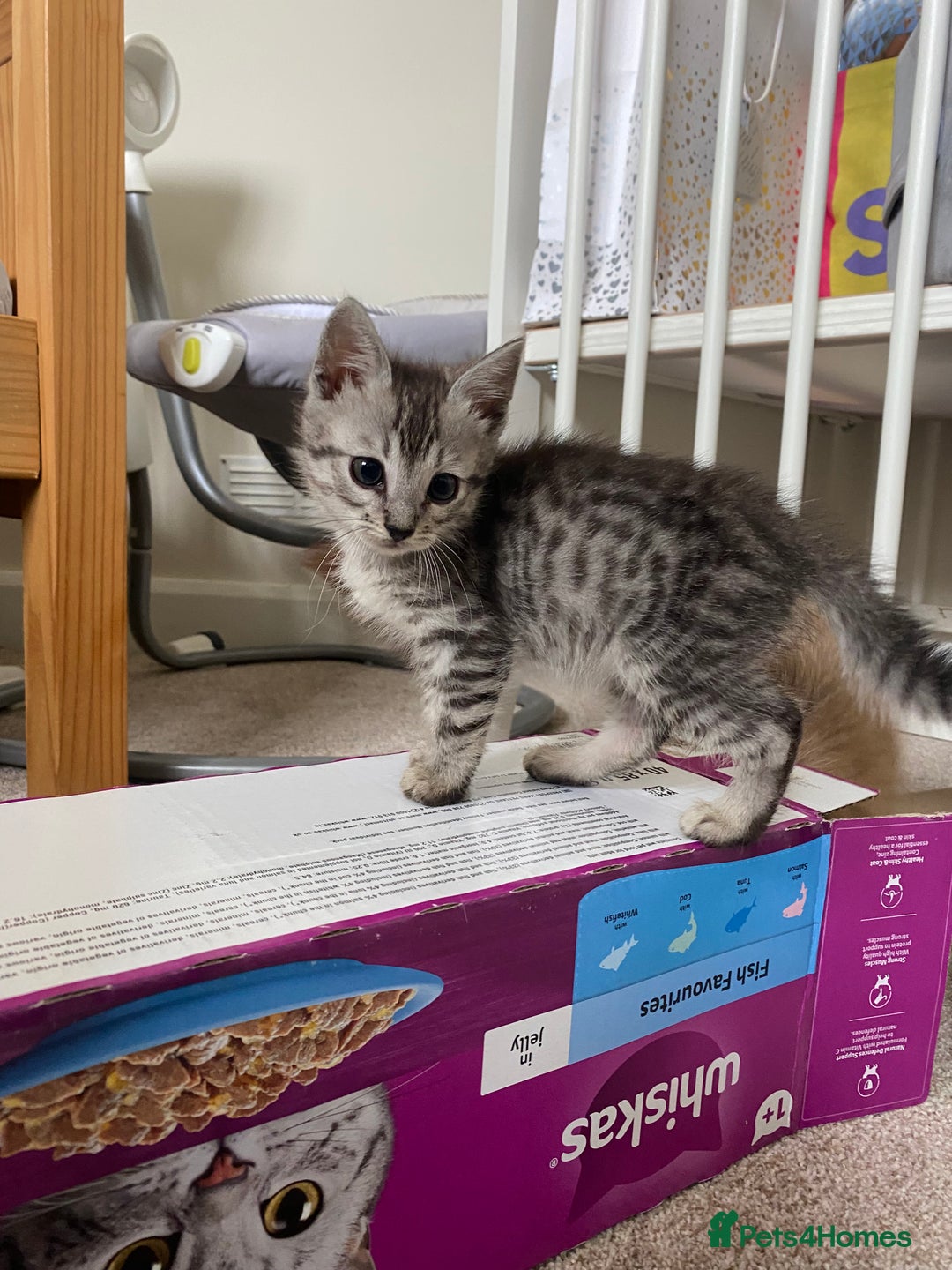 Mixed Breed cats for sale: Ragdol x bengal kittens  - Image 8