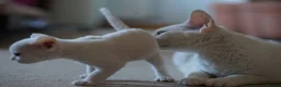 Devon Rex cats for sale: ❤️ Pure Line Devon Rex Kittens Available ❤️ - Advert 33