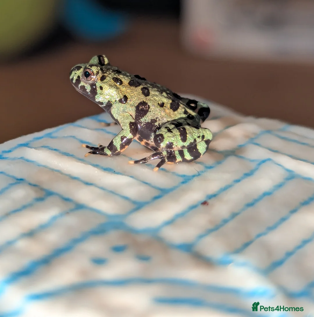 Frog reptiles for sale: Oriental fire-bellied toad (Bombina orientalis - Advert 4