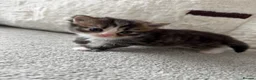 British Longhair cats for sale: 5 adorable kittens  - Advert 24