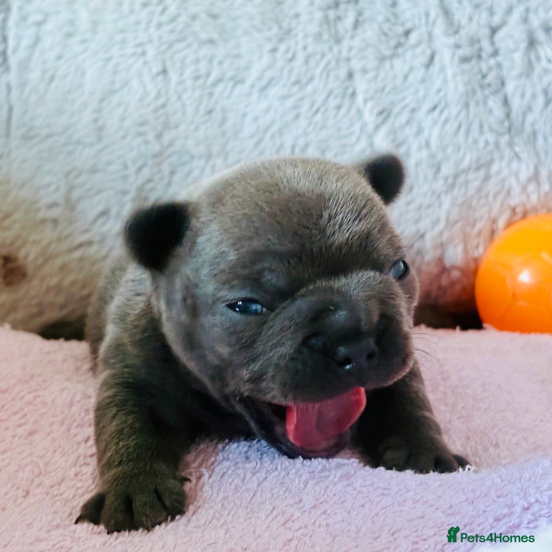 French Bulldog dogs for sale: Beautiful Blue-Eyed French Bulldog Puppies - Image 10