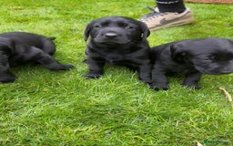 Labrador Retriever dogs for sale: Labrador puppies  - Image 8