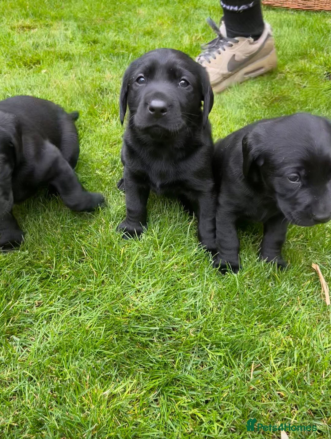 Labrador Retriever dogs for sale: Labrador puppies  - Image 8