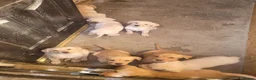 Labrador Retriever dogs for sale: Labrador puppies - Advert 3