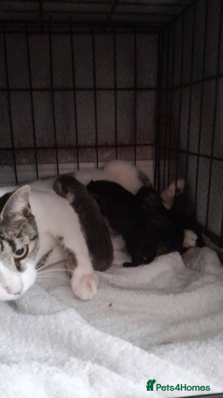 Mixed Breed cats Beautiful, strong kittens - Advert 4