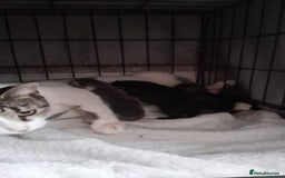 Mixed Breed cats for sale: Beautiful, strong kittens - Image 1