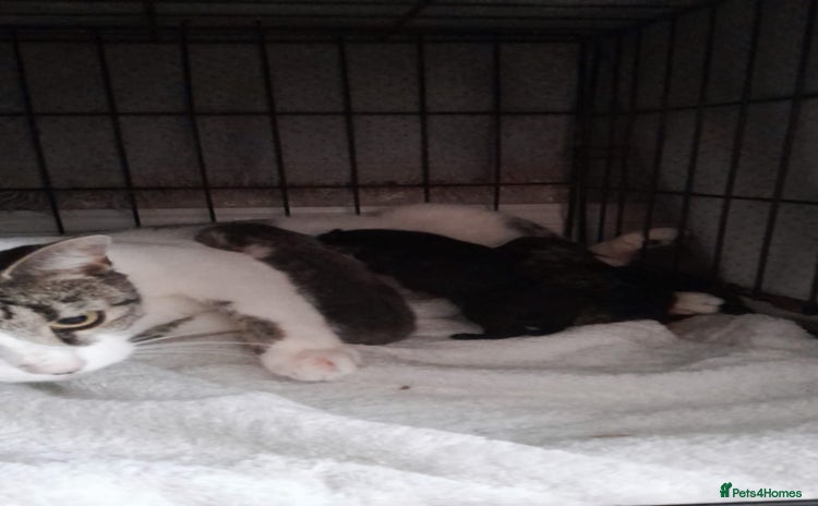 Mixed Breed cats - Advert 1