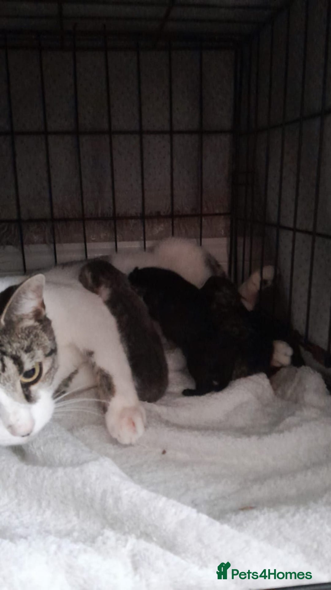 Mixed Breed cats for sale: Beautiful, strong kittens - Image 1