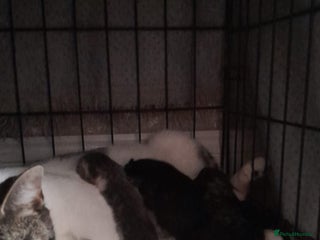 Mixed Breed cats - Advert 1