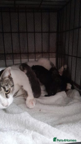 Mixed Breed cats - Advert 1