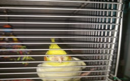 Cockatiels birds for sale: Incredibly sweet female cockatiel  - Advert 4