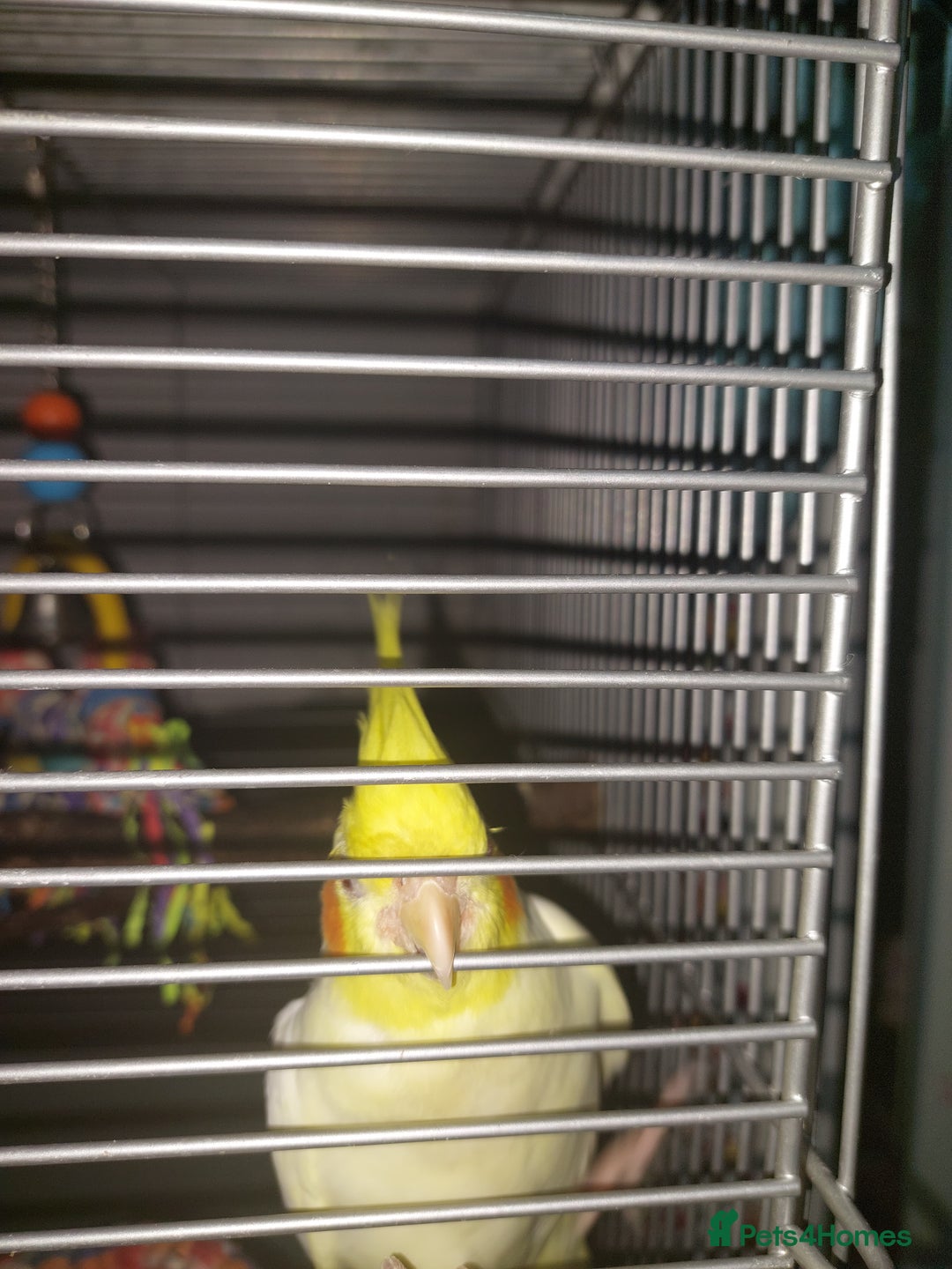Cockatiels birds for sale: Incredibly sweet female cockatiel  - Advert 4