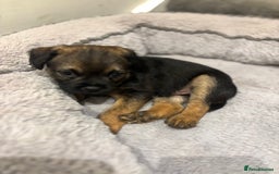 Border Terrier dogs for sale: BORDER TERRIER PUPPIES FOR SALE - Image 12