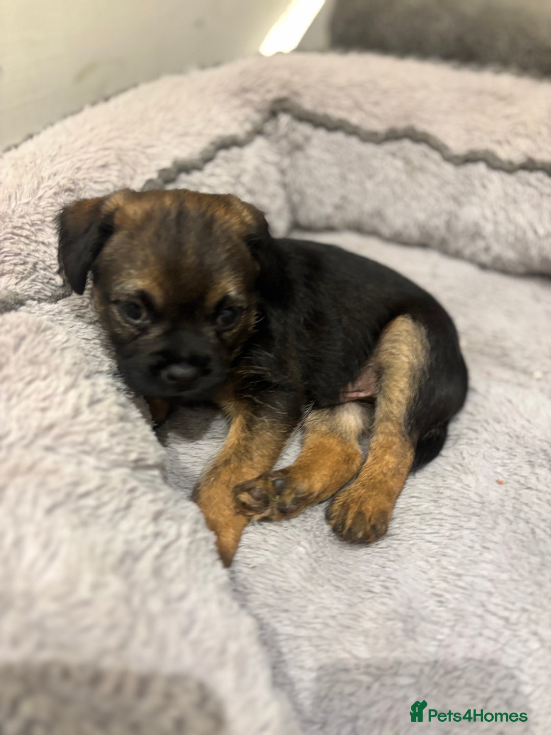 Border Terrier dogs for sale: BORDER TERRIER PUPPIES FOR SALE - Image 12