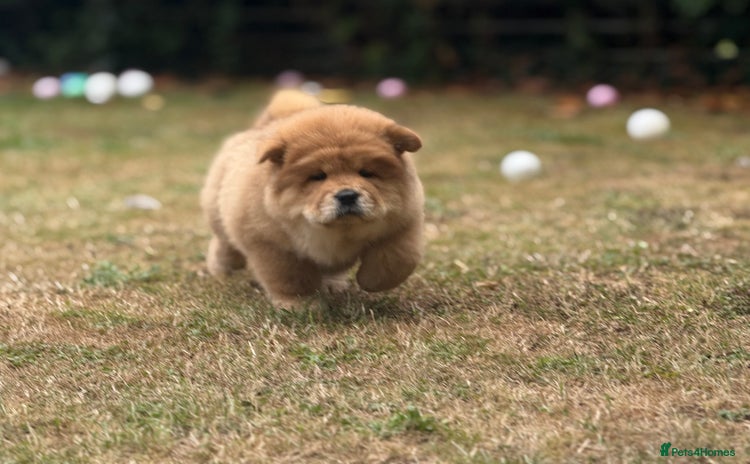 Chow Chow dogs - Advert 1
