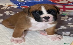 Boxer dogs for sale: Kc Boxer puppy’s bobtail and long licensed breeder - Image 21