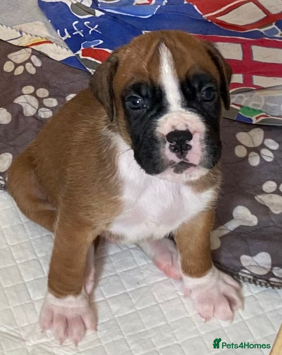 Boxer dogs for sale: Kc Boxer puppy’s bobtail and long licensed breeder - Image 21