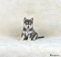 Pomsky dogs Stunning blue eyes f3 Pomsky puppies for sale - Advert 5