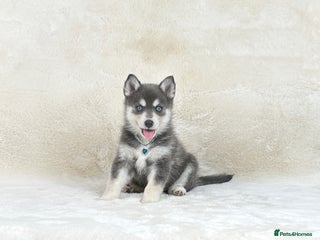 Pomsky dogs Stunning blue eyes f3 Pomsky puppies for sale - Advert 2