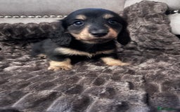 Miniature Dachshund dogs for sale: KC Reg PRA Clear Miniature Dachshunds  - Image 2