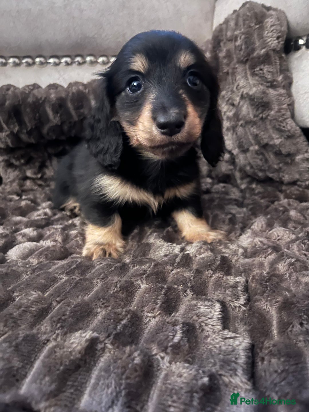 Miniature Dachshund dogs for sale: KC Reg PRA Clear Miniature Dachshunds  - Image 2