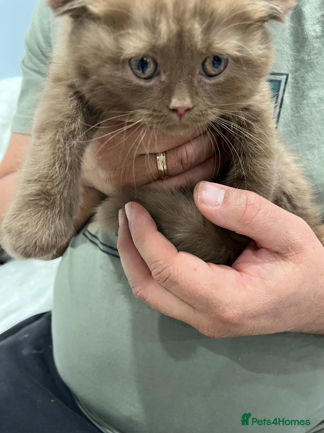 Scottish Fold cats for sale: Stunning Champions Bloodlines  kittens  - Advert 2