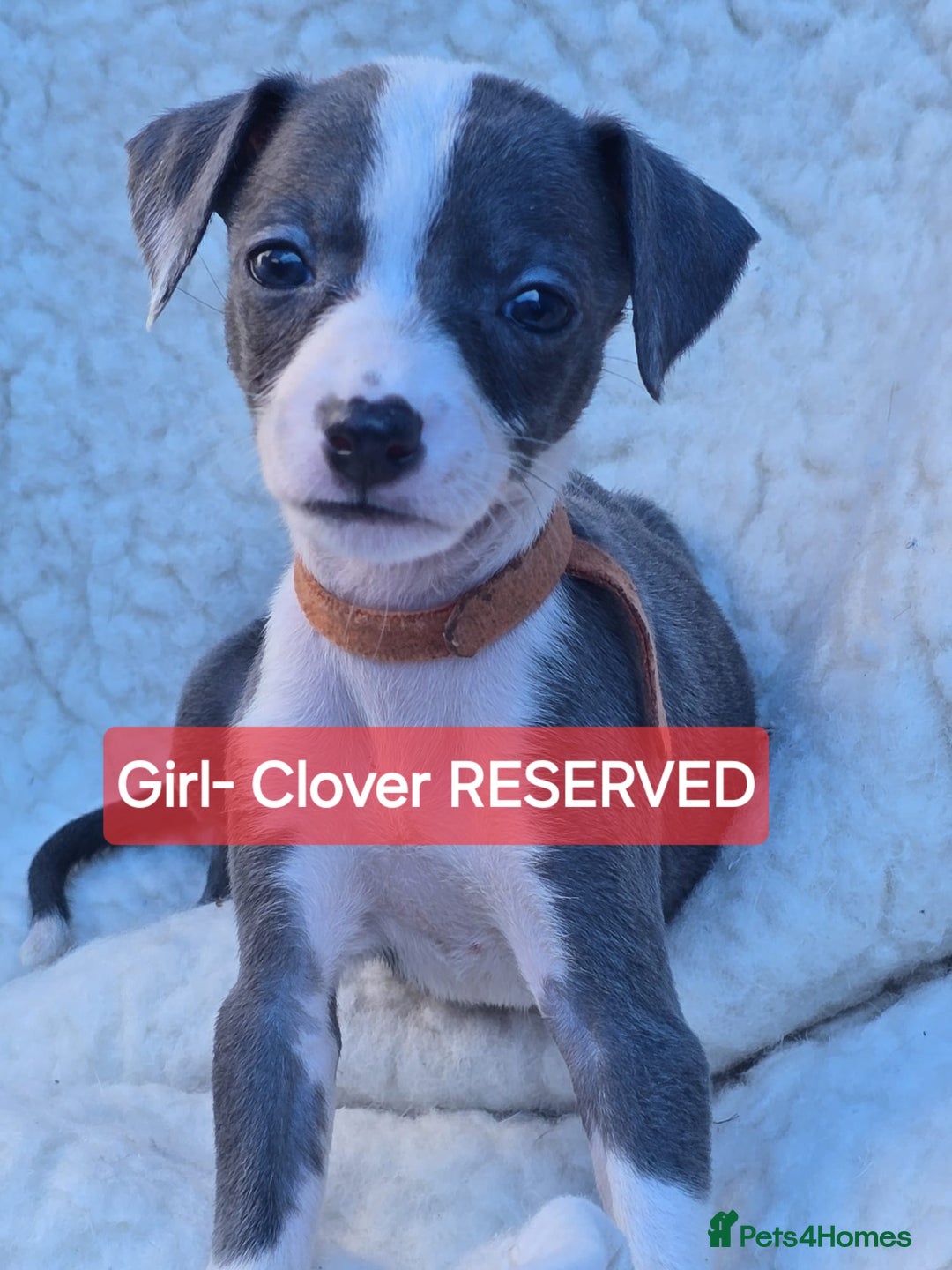 Mixed Breed dogs for sale: Italian Greyhound x Whippet puppies - Image 8