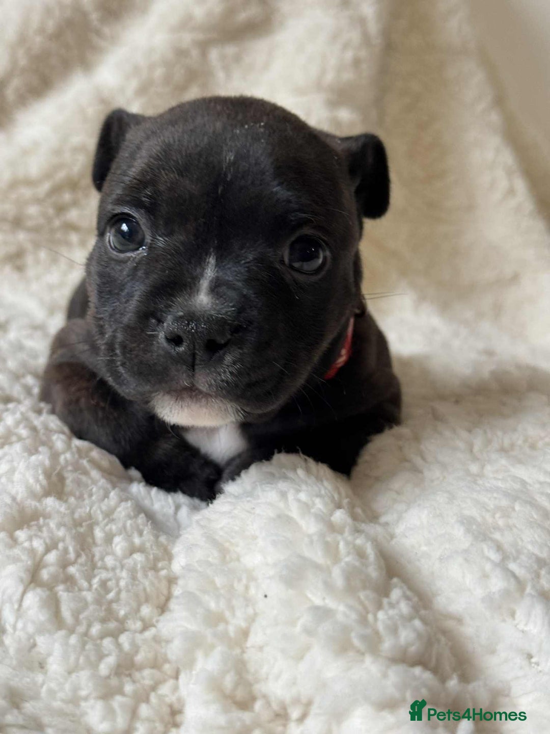 Staffordshire Bull Terrier dogs for sale: Kc registered Staffordshire bull terriers - Advert 13