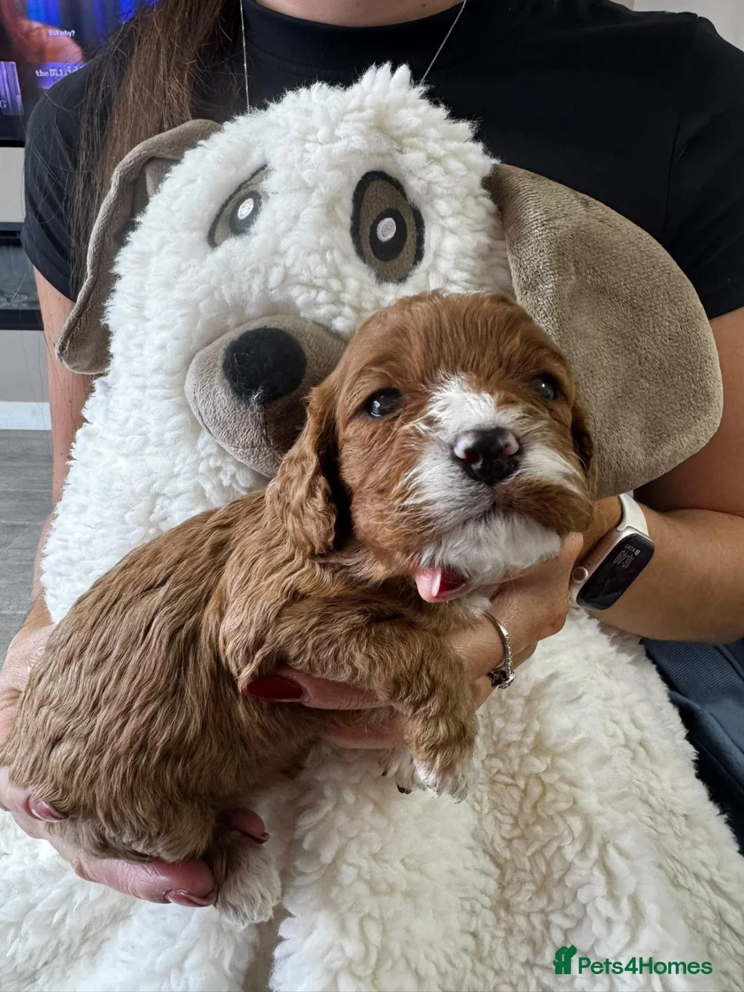 Cavapoo dogs for sale: STUNNING F1 CAVAPOO PUPPIES – CRUFTS SHOW-DOG SIRE - Advert 1