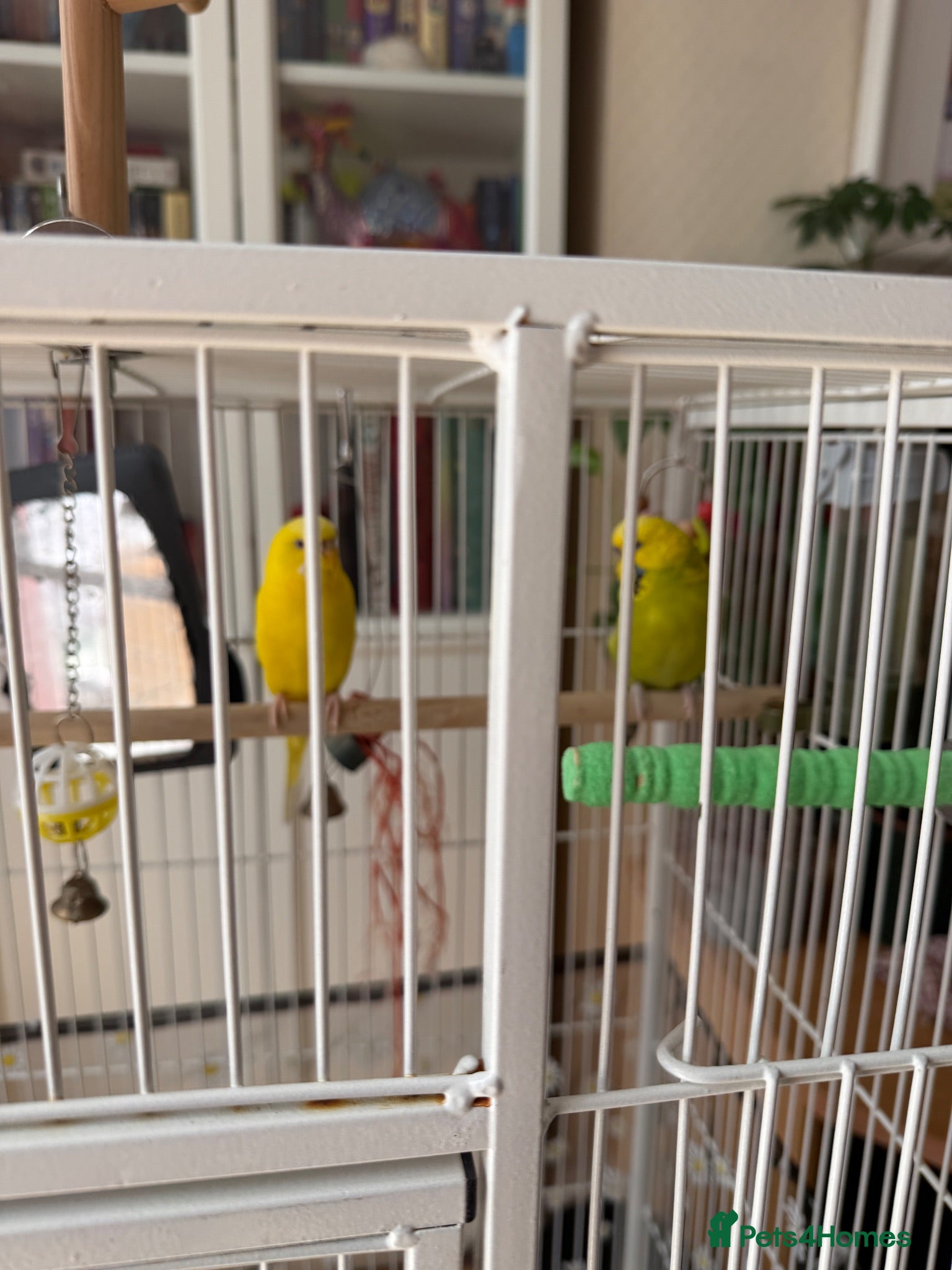 Budgerigars birds Pair of half tamed budgies  - Advert 1