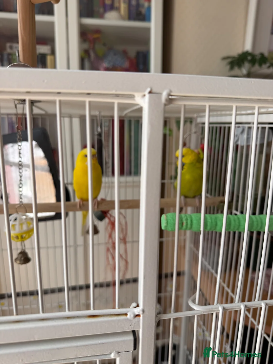 Budgerigars birds for sale: Pair of half tamed budgies  in Wallington - Advert 1
