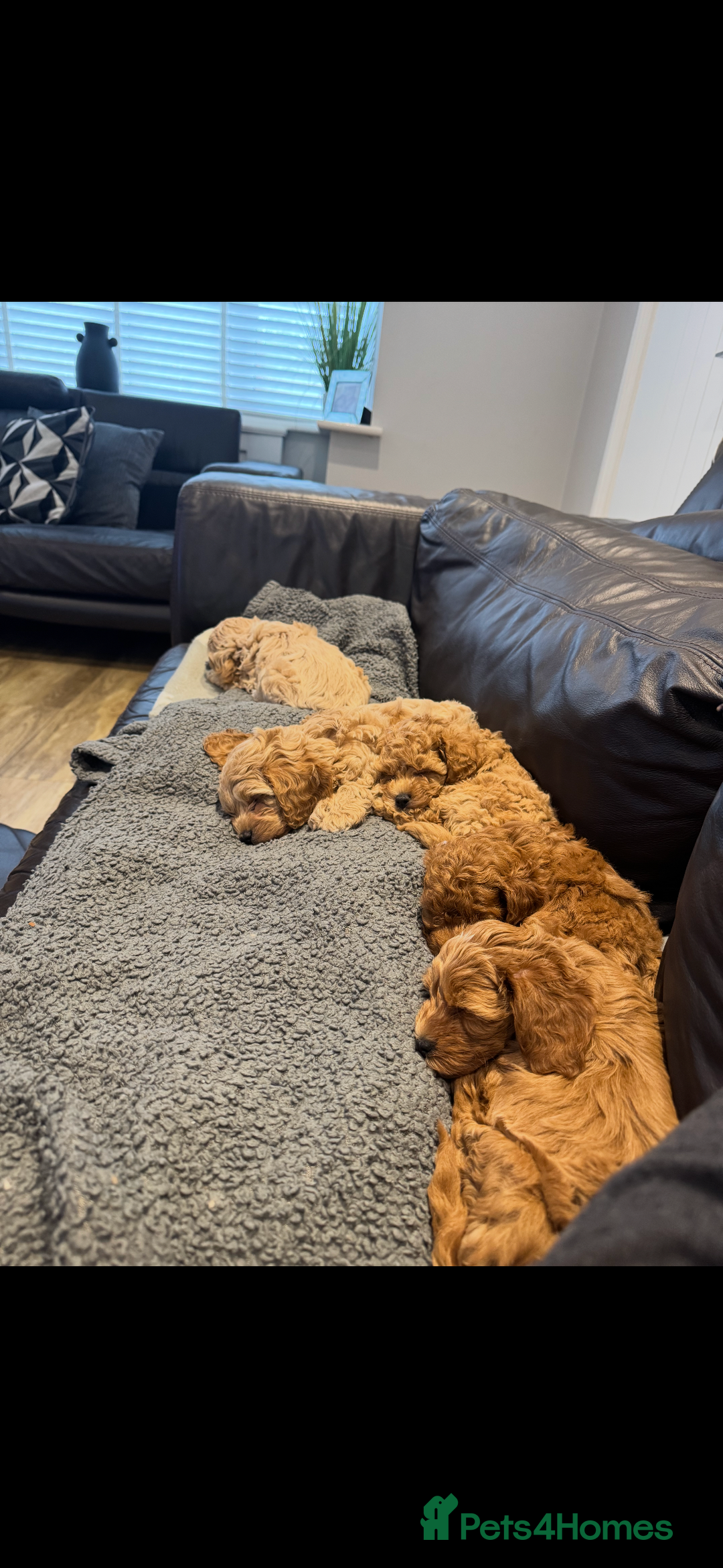 Cockapoo dogs for sale: Last little toy Cockapoo boy available - Image 2