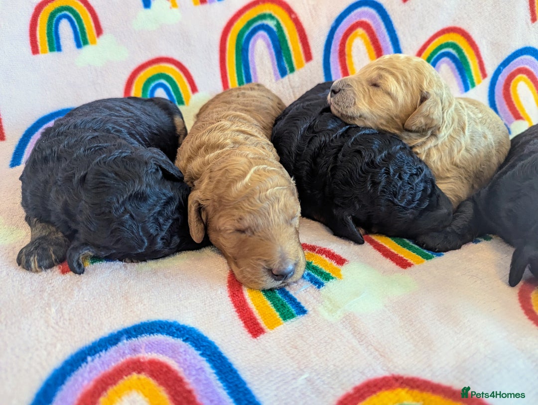 Miniature Poodle dogs for sale: Stunning Red & Phantom Miniature/Moyen Poodles - Image 9
