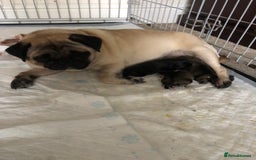 Pug dogs for sale: 3 beautiful girls - Image 1