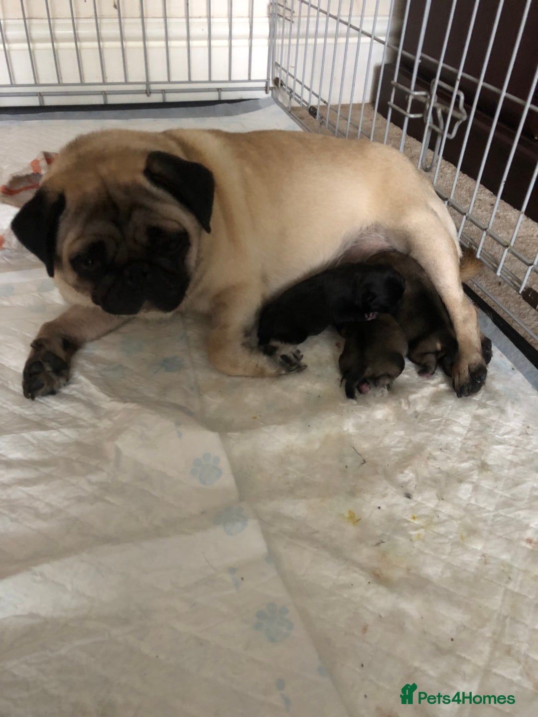 Pug dogs for sale: 3 beautiful girls - Image 1