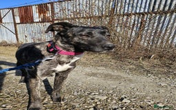 Mixed Breed dogs for adoption: A Beautiful and Gentle Girl - for a Loving Home - Image 31