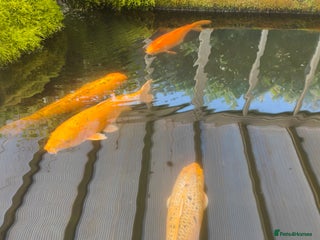 Koi Carp fish 14 Japanese Koi Carp not free - Advert 2