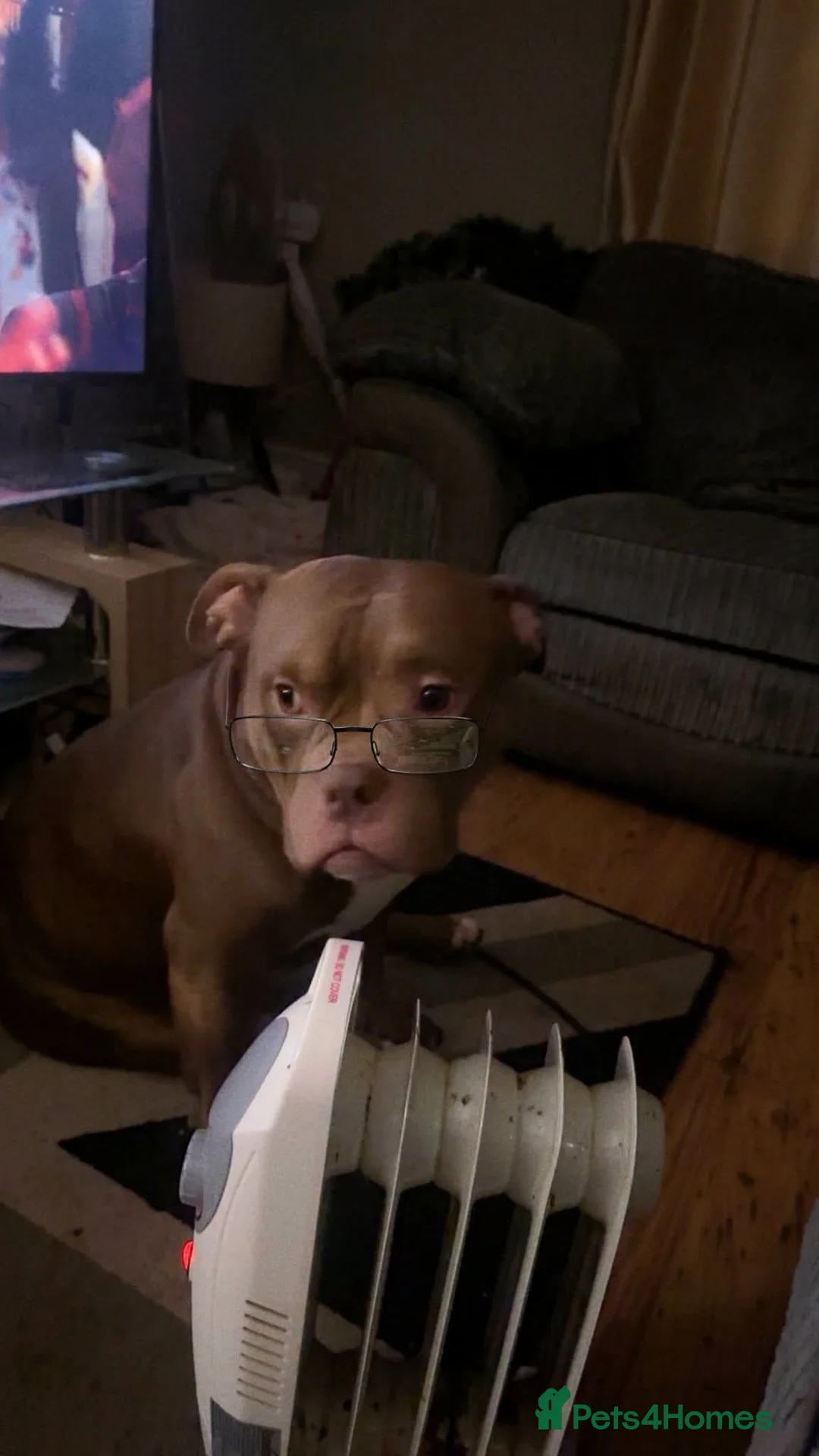 American Bully dogs for stud: Gorgeous George  in Rochdale - Advert 2