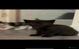 British Shorthair cats for sale: Two beautiful female kittens✨ - Image 6