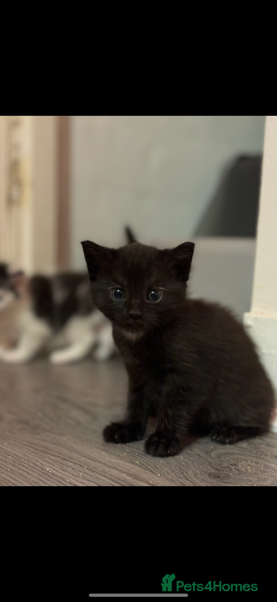 British Shorthair cats for sale: Two beautiful female kittens✨ - Image 6