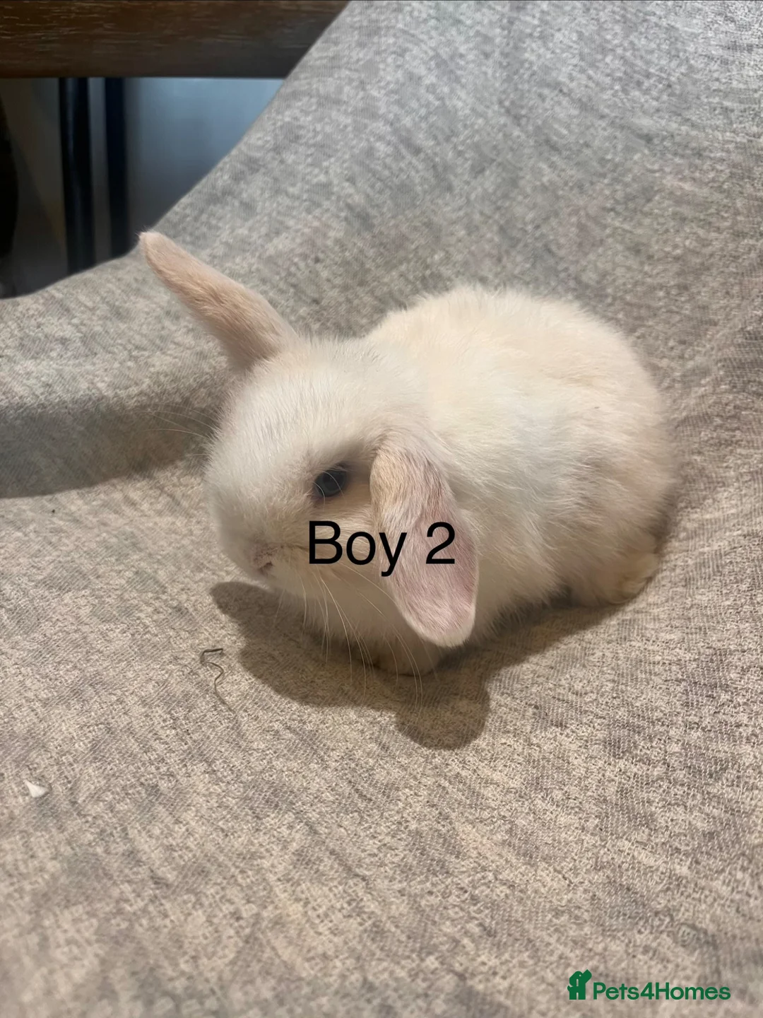 Mini Lop rabbits for sale: Mini lop baby rabbits  - Advert 8