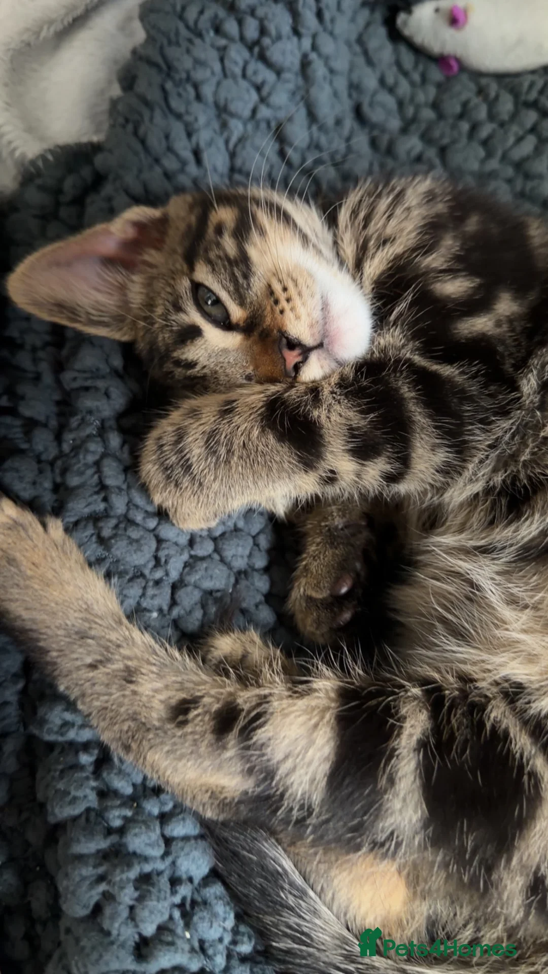 Mixed Breed cats for sale: Female Bengal X Maine Coon - Advert 1