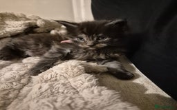 Maine Coon cats for sale: 4 beautiful maine coon babies - Image 4