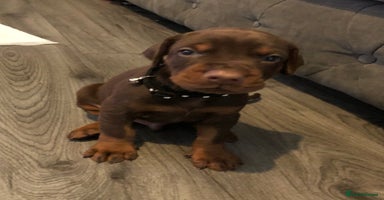 Dobermann dogs - Advert 14