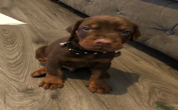 Dobermann dogs - Advert 1