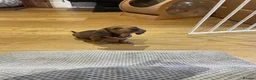Miniature Dachshund dogs for sale: Super small and lovely - Mini dachshund  in Northampton - Advert 6