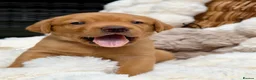 Labrador Retriever dogs for sale: Fox Red KC Registered Labrador Puppies🐾 in London - Advert 21